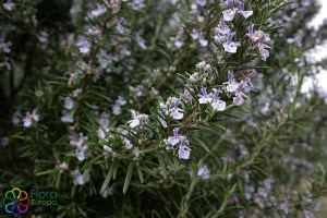 Rosmarinus officinalis (1200 x 801)